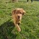 Mini Goldendoodles!