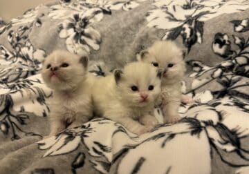 Ragdoll kittens