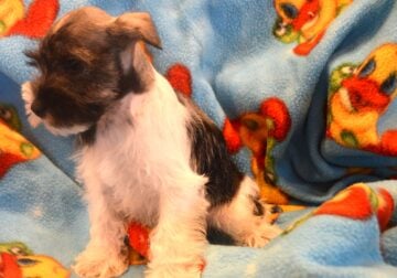 Precious AKC Female Schnauzer Tiffani