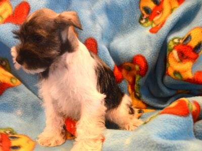 Precious AKC Female Schnauzer Tiffani