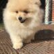 CKC Pomeranian: Danny Boy male