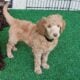 AKC Moyen Standard Poodles