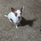 Merle chihuahua puppies