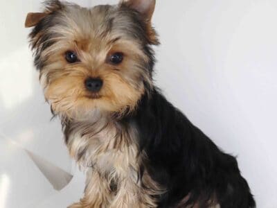 Yorkie boy Benjo