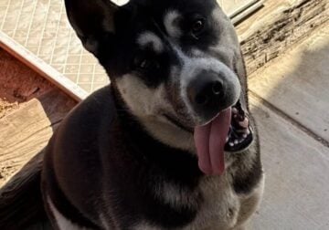 NEED HOME OR RESCUE ASAP – Abandoned Husky