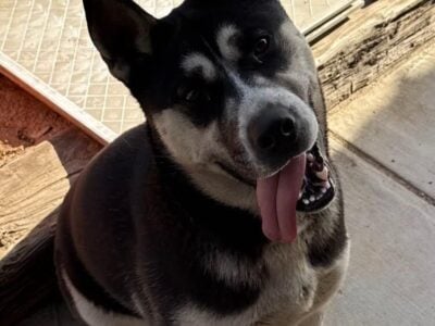 NEED HOME OR RESCUE ASAP – Abandoned Husky