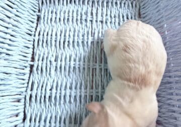 Small breed puppies