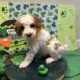 Mini Tri-Color Parti Poodle Puppies 15-20 lbs