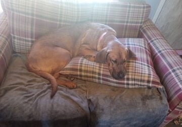 In search of good home for female red hound mix