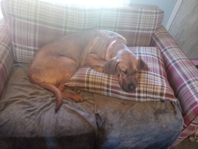 In search of good home for female red hound mix