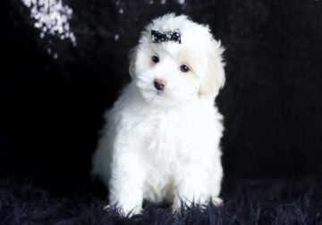 Suzie Q F1 Maltipoo