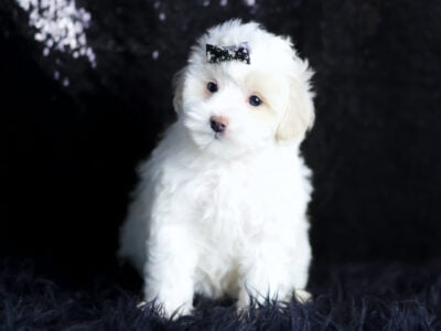 Suzie Q F1 Maltipoo
