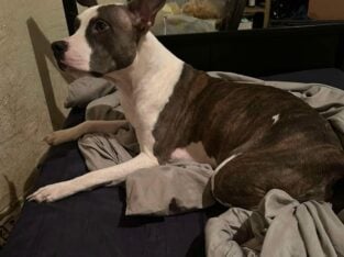 Needs A New Family