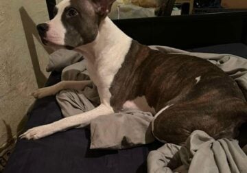 Needs A New Family