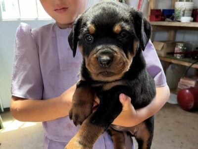 AKC German Rottweiler