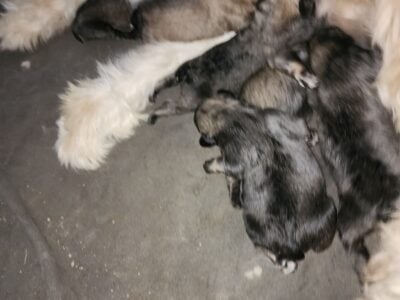 Bouvier Des Flandres