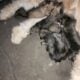 Bouvier Des Flandres