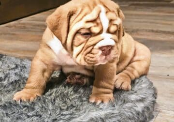 AKC registered-Top Quality-English bulldog pups