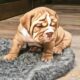 AKC registered-Top Quality-English bulldog pups