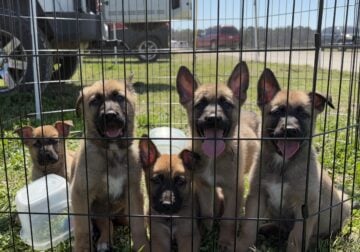 Belgian Malinois & German Shepherd Puppies