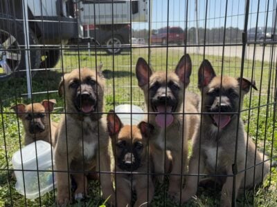 Belgian Malinois & German Shepherd Puppies