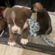 Puppies