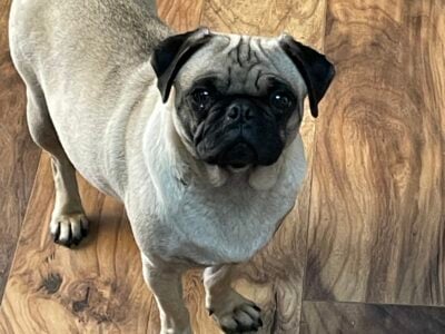 3 year old purebred pug