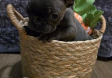 Frenchies available