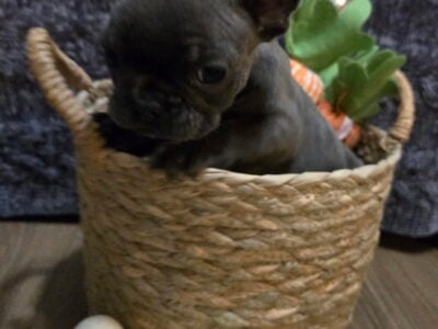 Frenchies available