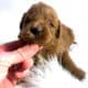 F1b Red and Chocolate Labradoodles