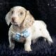 Mikey ACA Mini dachshund