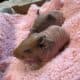 Skinny Pigs