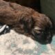Cute as a Button – Crested Powderpuff