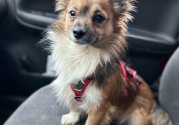 Beautiful Male Purebred Chihuahua *stud only