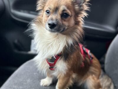 Beautiful Male Purebred Chihuahua *stud only