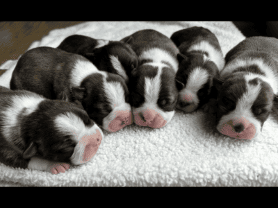 Boston Terrier