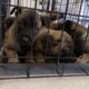 Belgian Malinois puppies