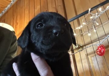 AKC Black Labrador Retriever Pup