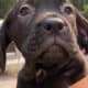 Cane corso puppies