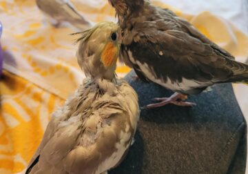 Handfed baby cockatiels