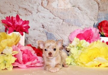 Jessup – Gorgeous SMALL Lavender Merle Baby