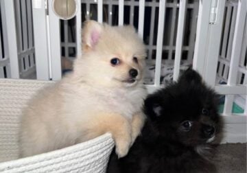 Pomeranian Puppies