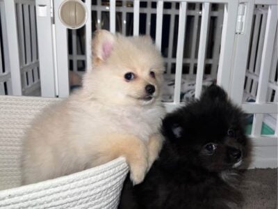 Pomeranian Puppies