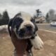 Puppies are ready to go now . They come with paper