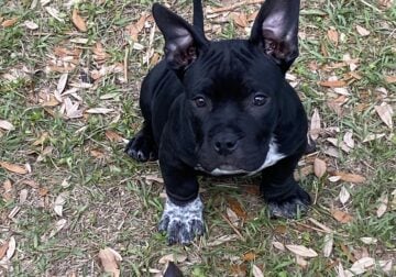 Male American bully 2 months old