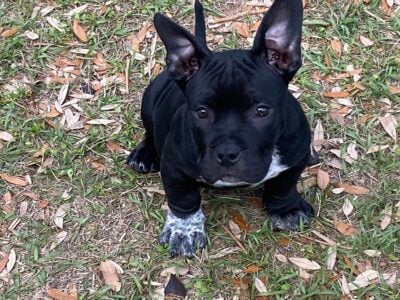 Male American bully 2 months old