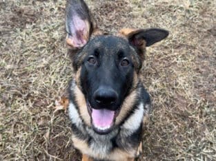 German Shepard Puppy