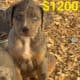 Male Catahoula
