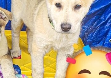German shepherd Husky shepsky puppy