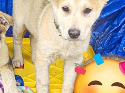 German shepherd Husky shepsky puppy